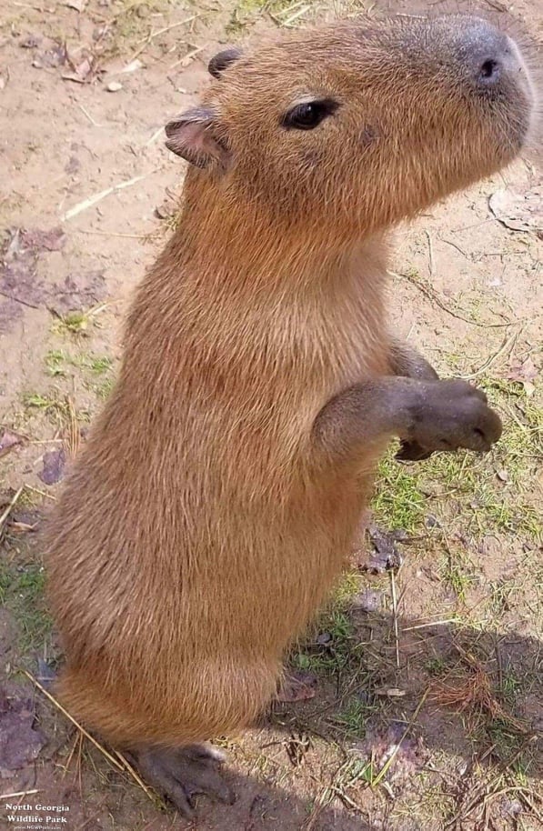 Capybara Experience, Attractions